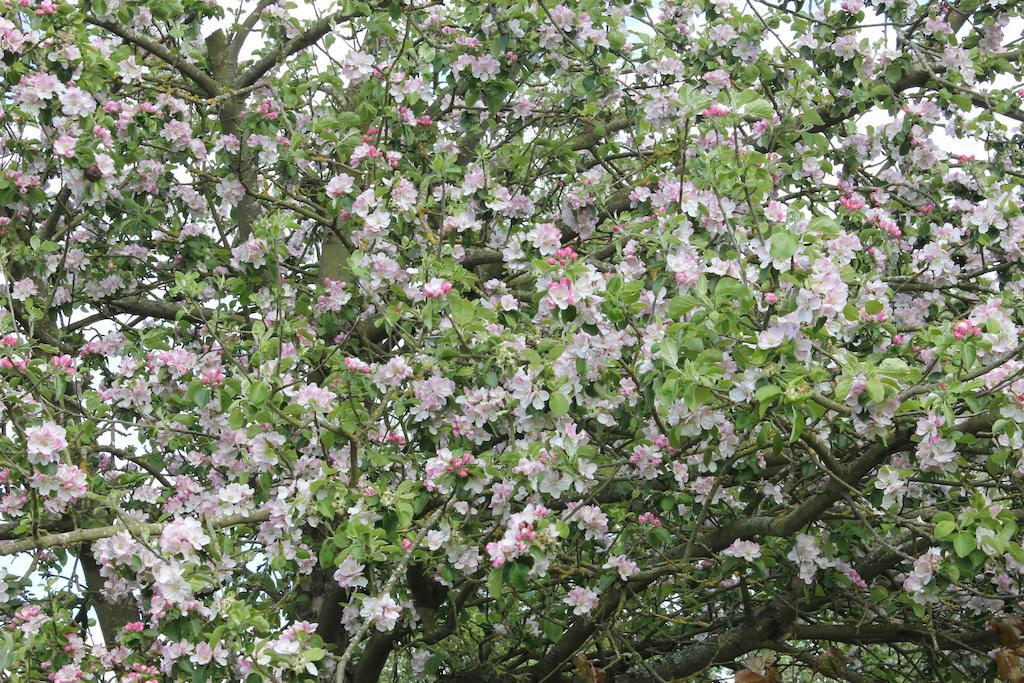Austons Down Farm B&B Claverdon Dış mekan fotoğraf