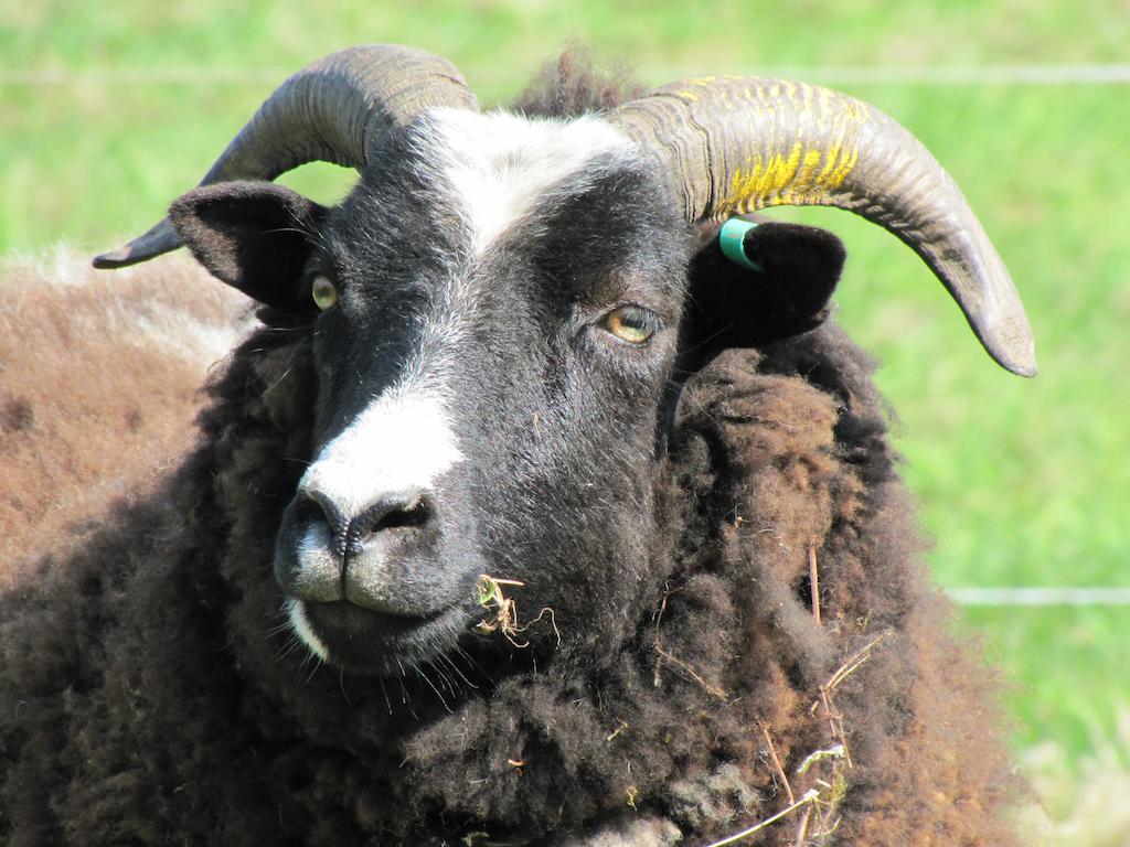 Austons Down Farm B&B Claverdon Dış mekan fotoğraf